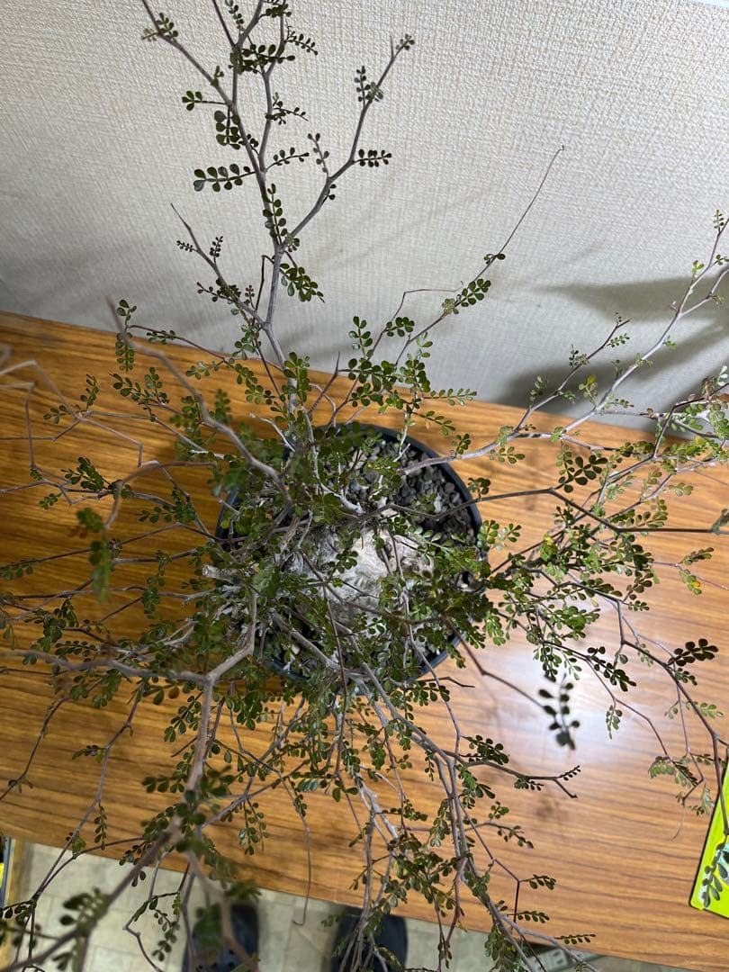 金ちゃんママ　オペルクリカリア　パキプス　現地球　発根済みです。鉢付きです