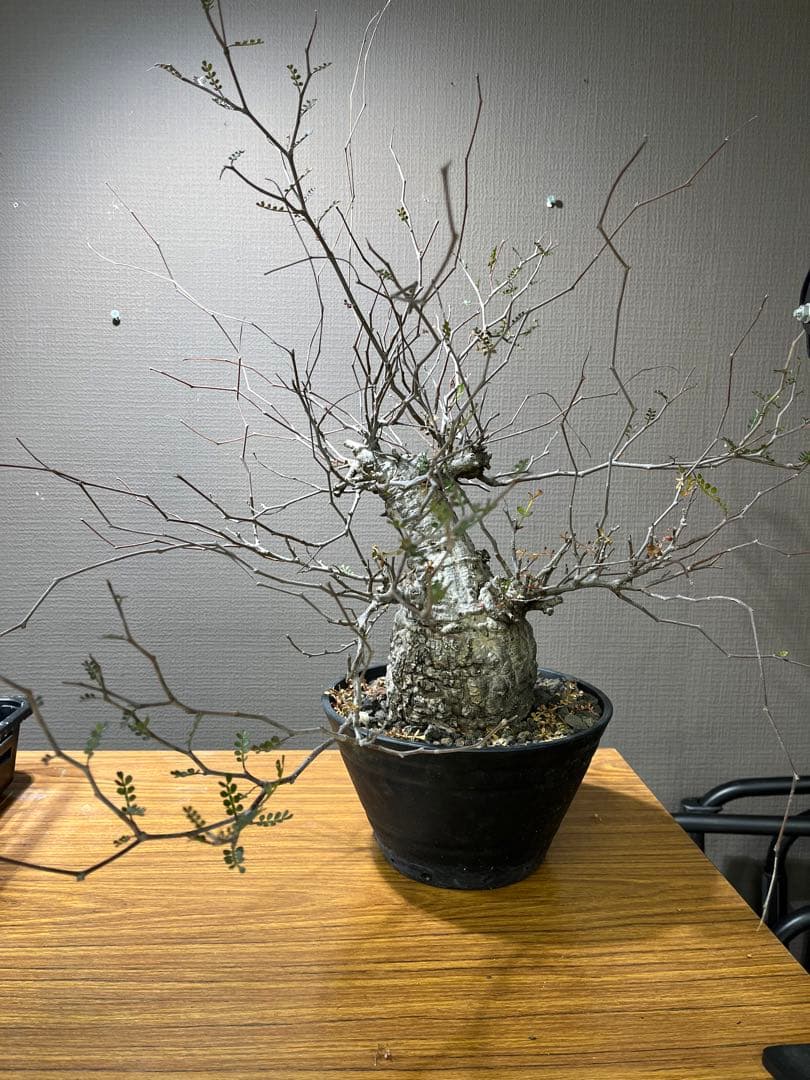 金ちゃんママ　オペルクリカリア　パキプス　現地球　発根済みです。鉢付きです