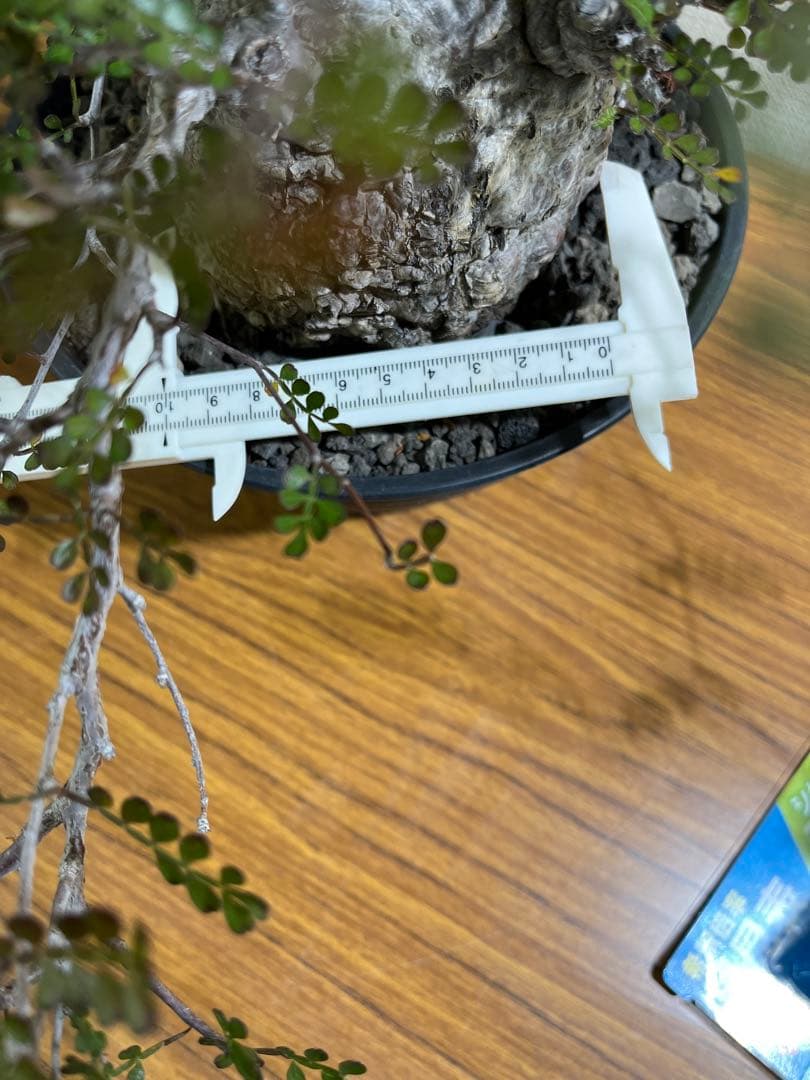 金ちゃんママ　オペルクリカリア　パキプス　現地球　発根済みです。鉢付きです