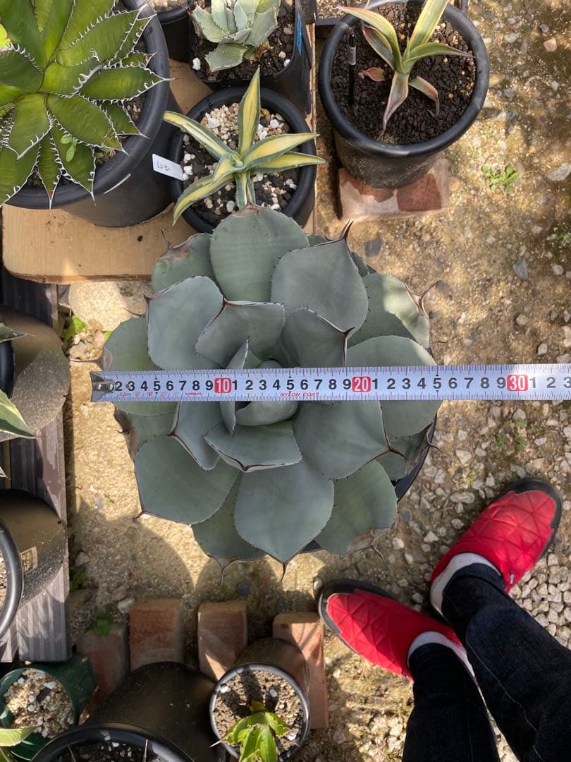 アガベ パリー トランカータ オリザバ ホーチエンシス ドライガーデン