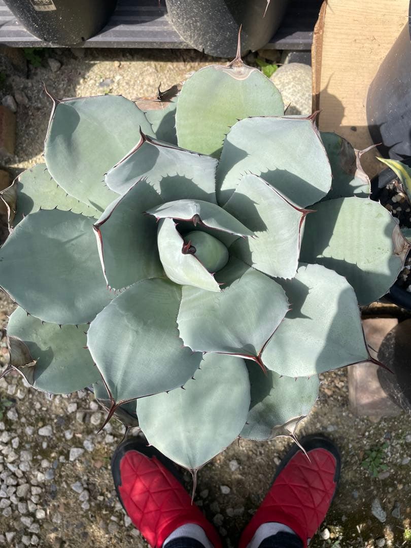 アガベ パリー トランカータ オリザバ ホーチエンシス ドライガーデン