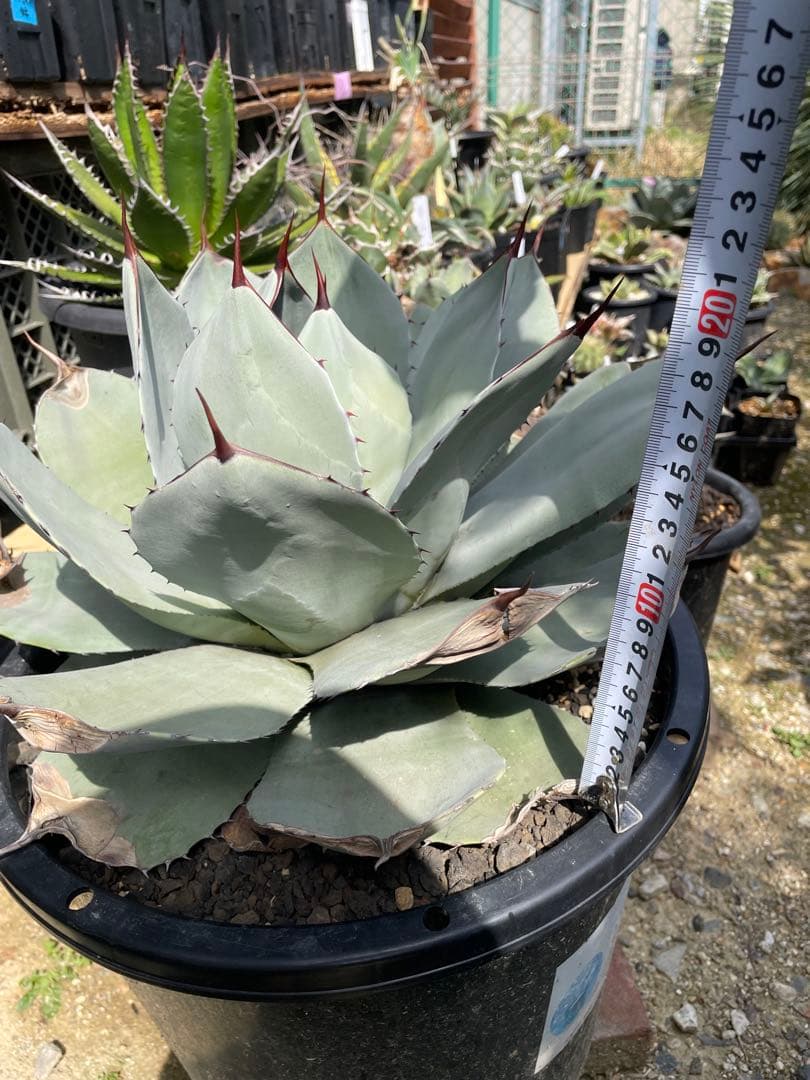 アガベ パリー トランカータ オリザバ ホーチエンシス ドライガーデン