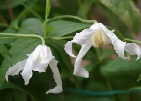 白麗　ハクレイ　クレマチスの種