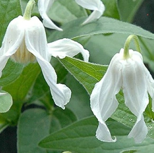 白麗　ハクレイ　クレマチスの種