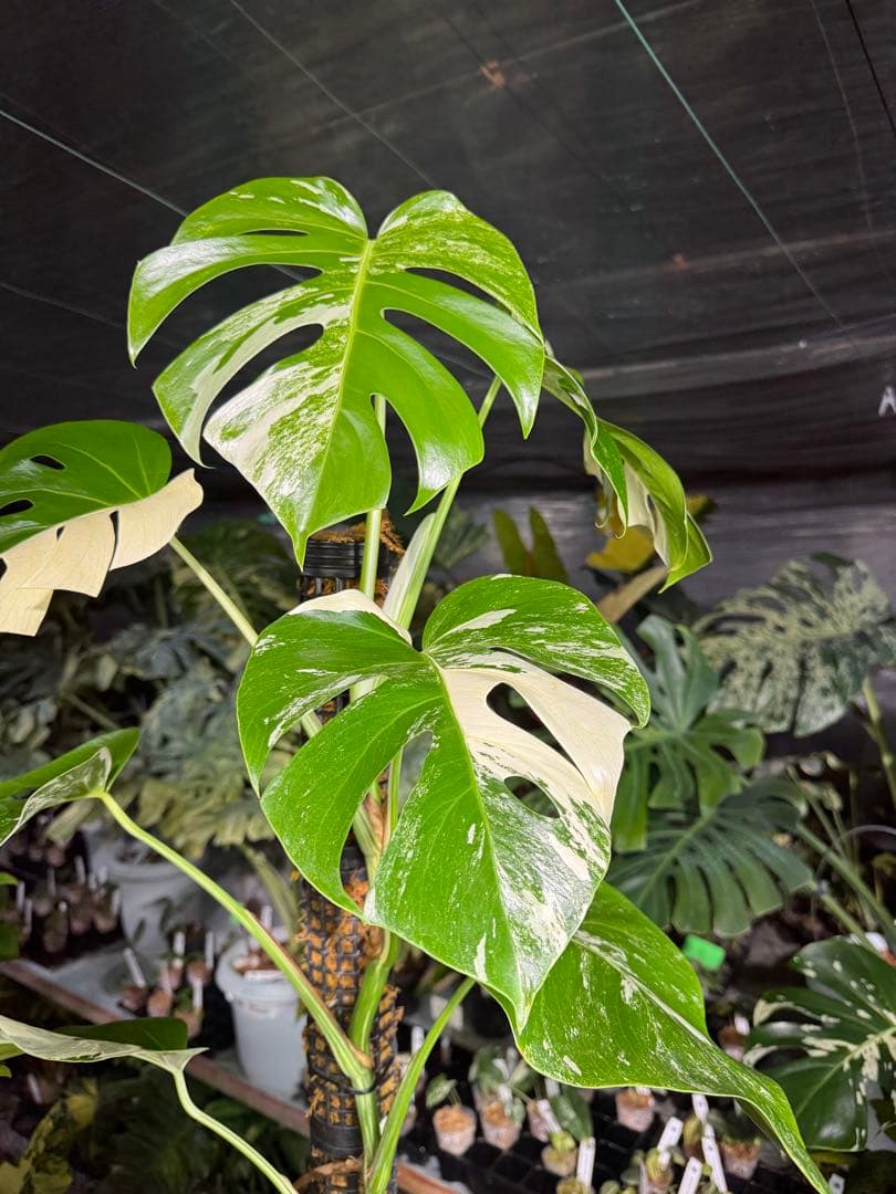 モンステラ　ボルギシアナ　アルボ　白斑入り　鉢モスポール付き　高110cm