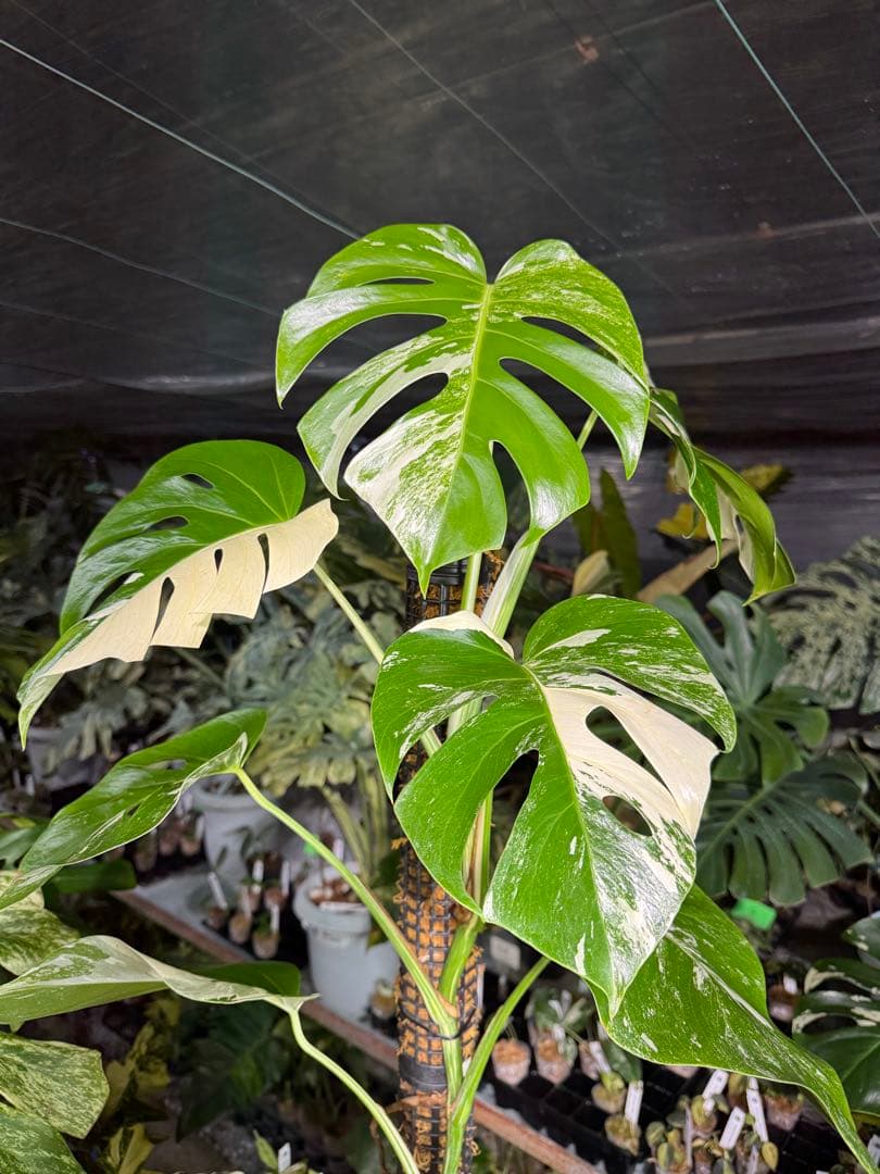 モンステラ　ボルギシアナ　アルボ　白斑入り　鉢モスポール付き　高110cm