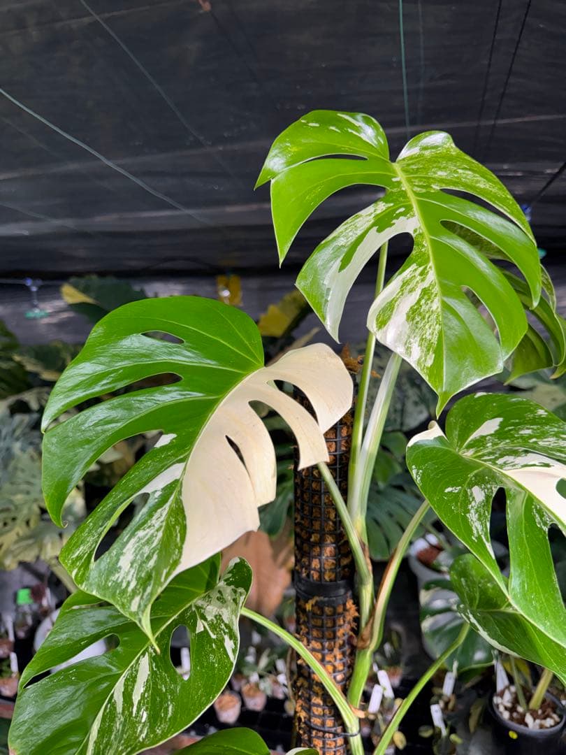 モンステラ　ボルギシアナ　アルボ　白斑入り　鉢モスポール付き　高110cm