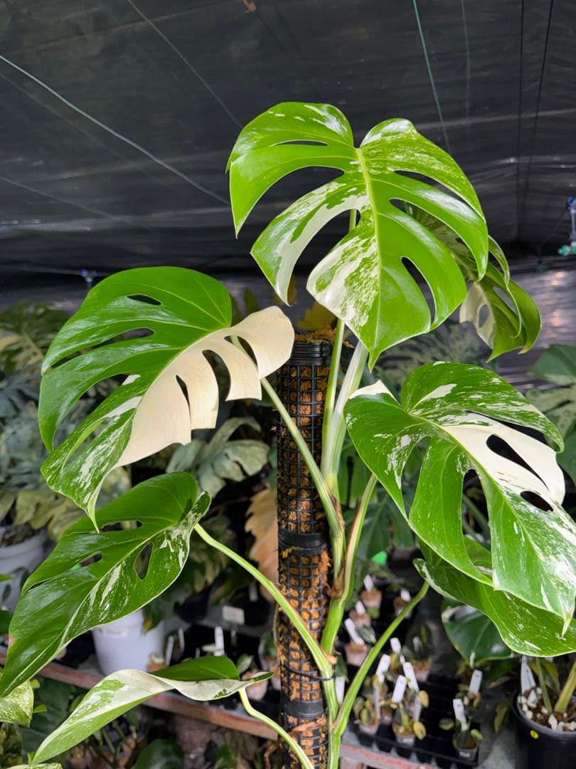 モンステラ　ボルギシアナ　アルボ　白斑入り　鉢モスポール付き　高110cm