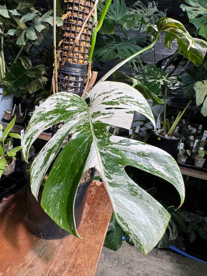 モンステラ　ボルギシアナ　アルボ　白斑入り　鉢モスポール付き　高110cm