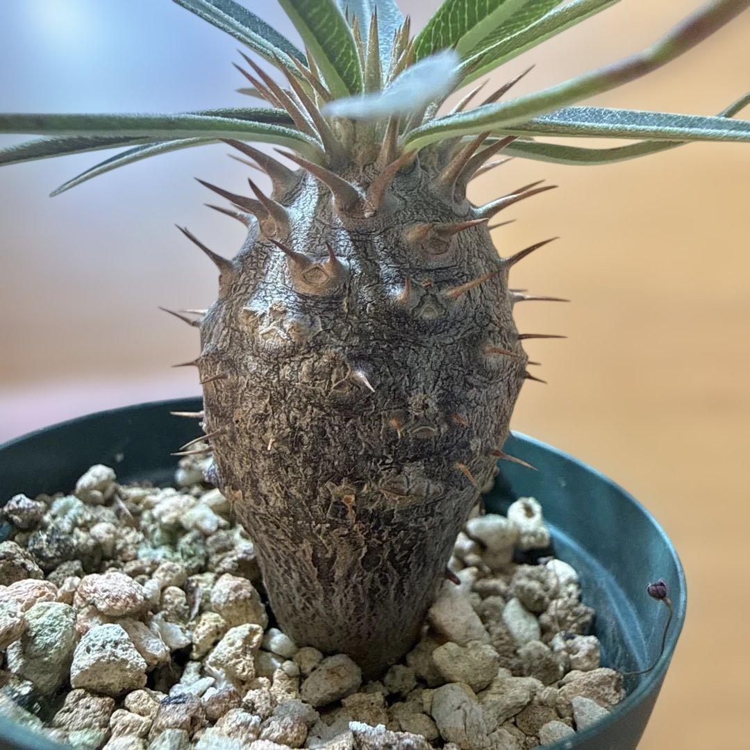 【極上】グラキリス 2号ポット まんまるグラキリス 実生4年 耐寒性有り