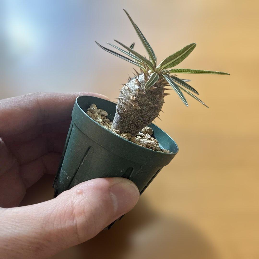 【極上】グラキリス 2号ポット まんまるグラキリス 実生4年 耐寒性有り