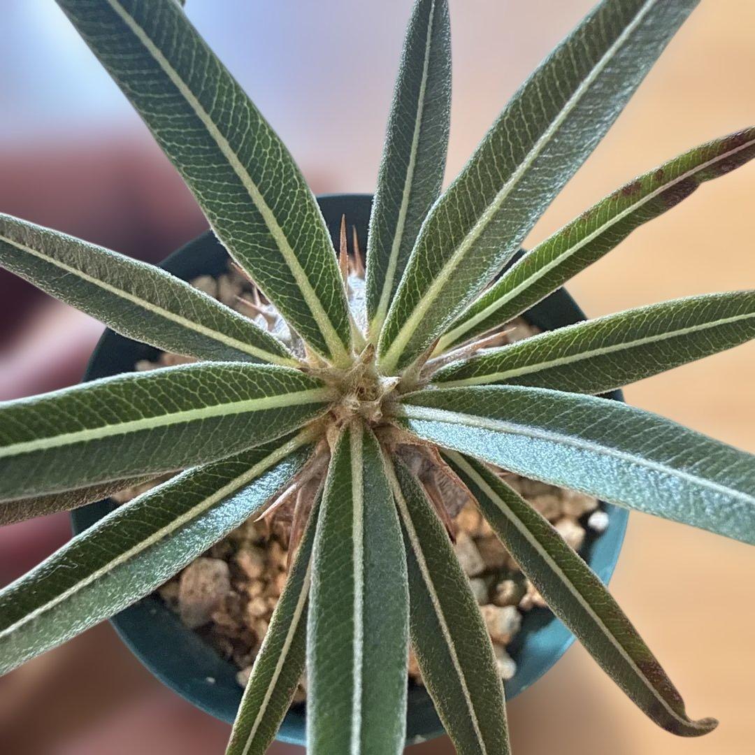 【極上】グラキリス 2号ポット まんまるグラキリス 実生4年 耐寒性有り