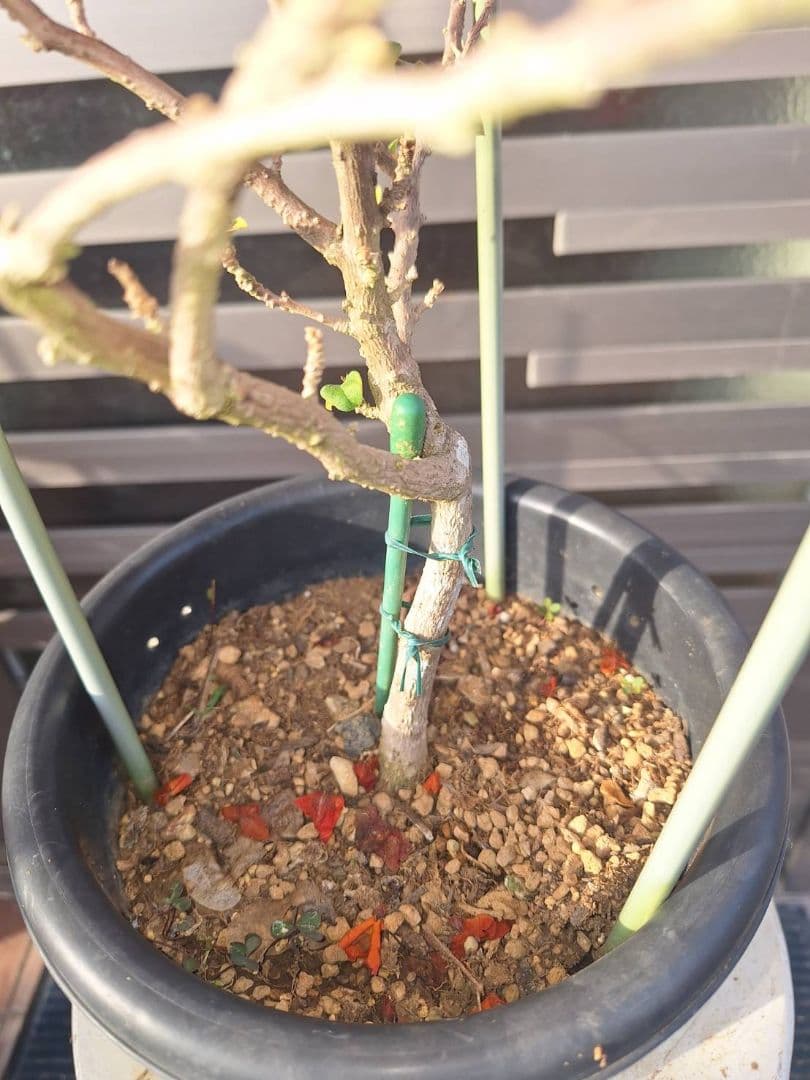 ブーゲンビリア エンジェルオレンジ 希少 - メルカリ