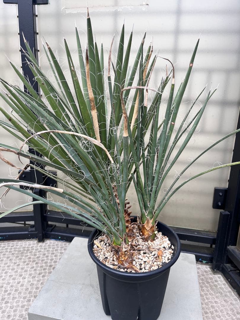 ユッカフィリフェラ3分頭　トリプルヘッド