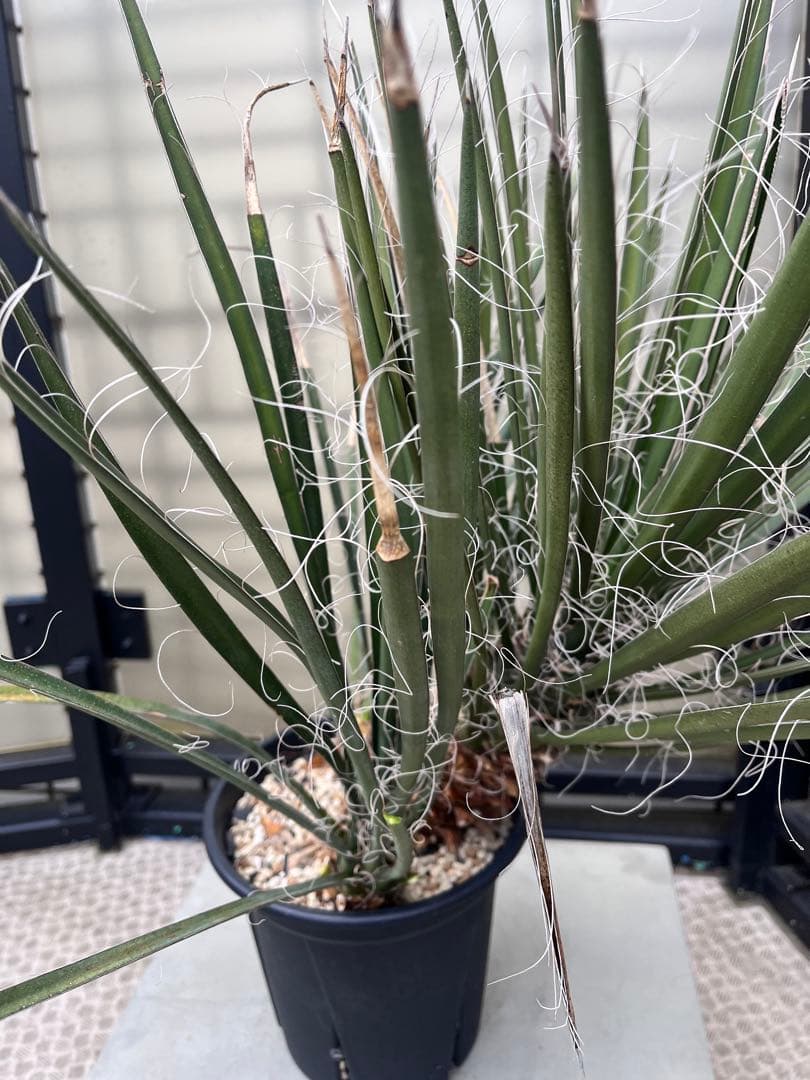 ユッカフィリフェラ3分頭　トリプルヘッド