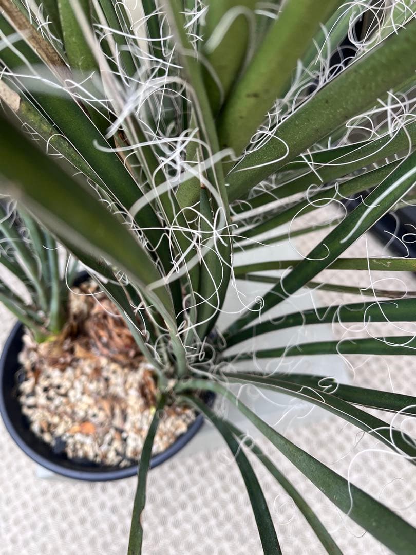 ユッカフィリフェラ3分頭　トリプルヘッド