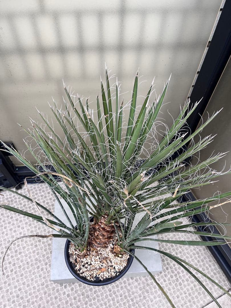 ユッカフィリフェラ3分頭　トリプルヘッド