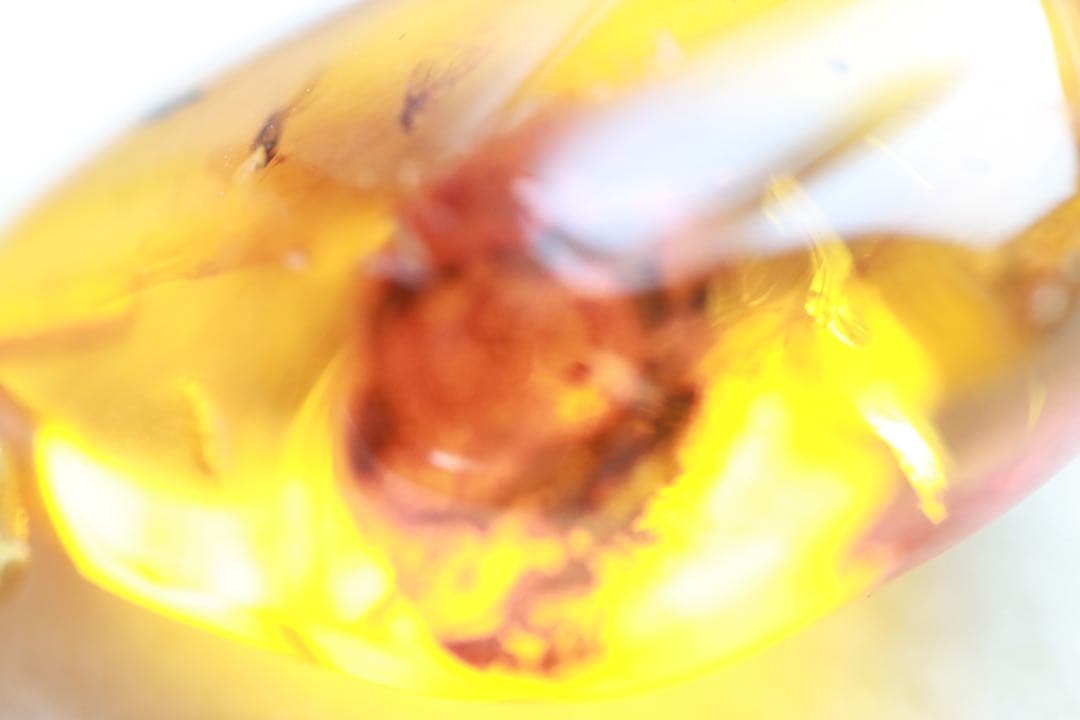 天然琥珀　虫入り琥珀　ルース　K18金　ペンダントトップ　鑑別書付