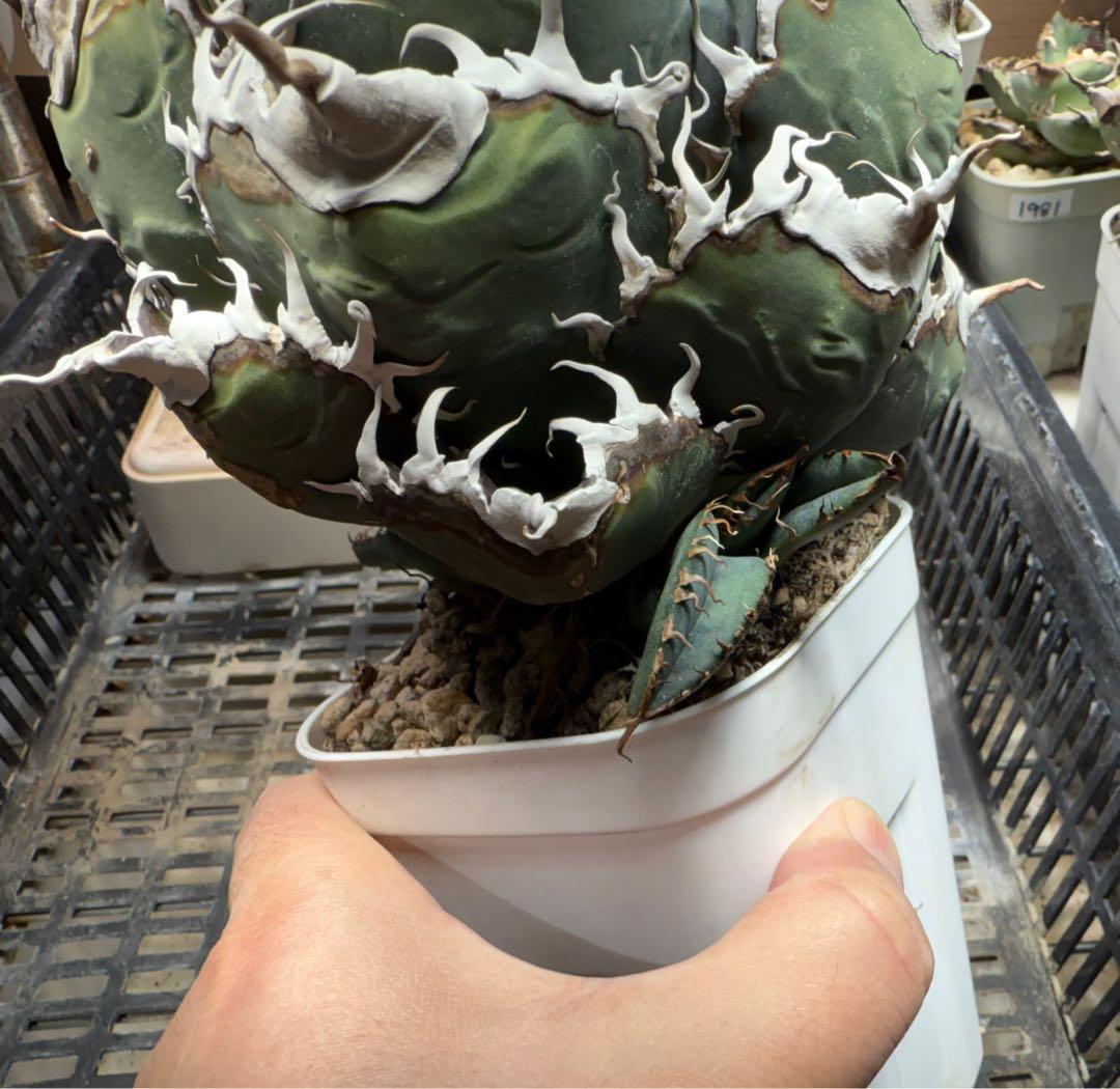 チタノタ悪魔系統】アガベオテロイ子株 検)ディアボロ悪魔君 スーパー