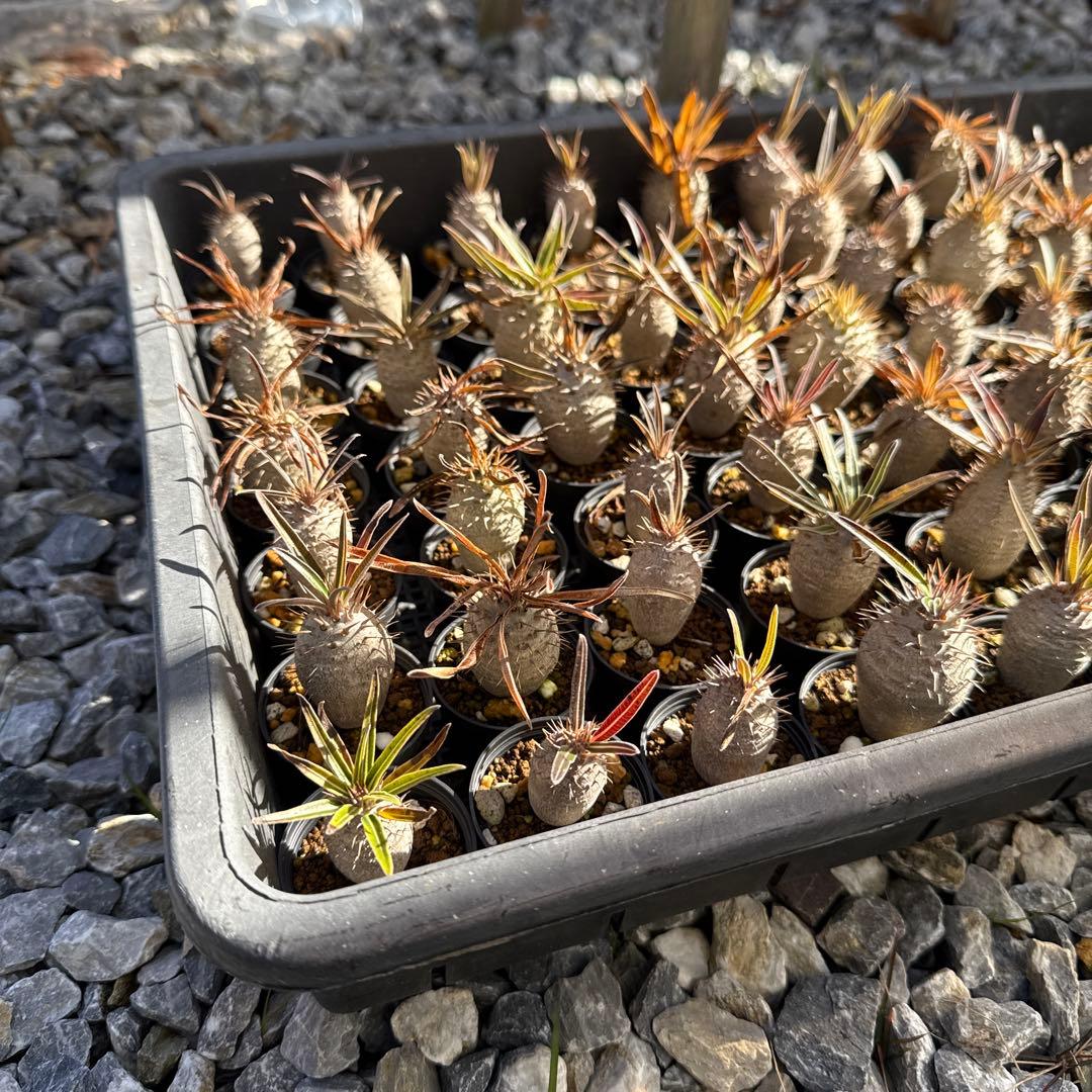 パキポディウムグラキリス