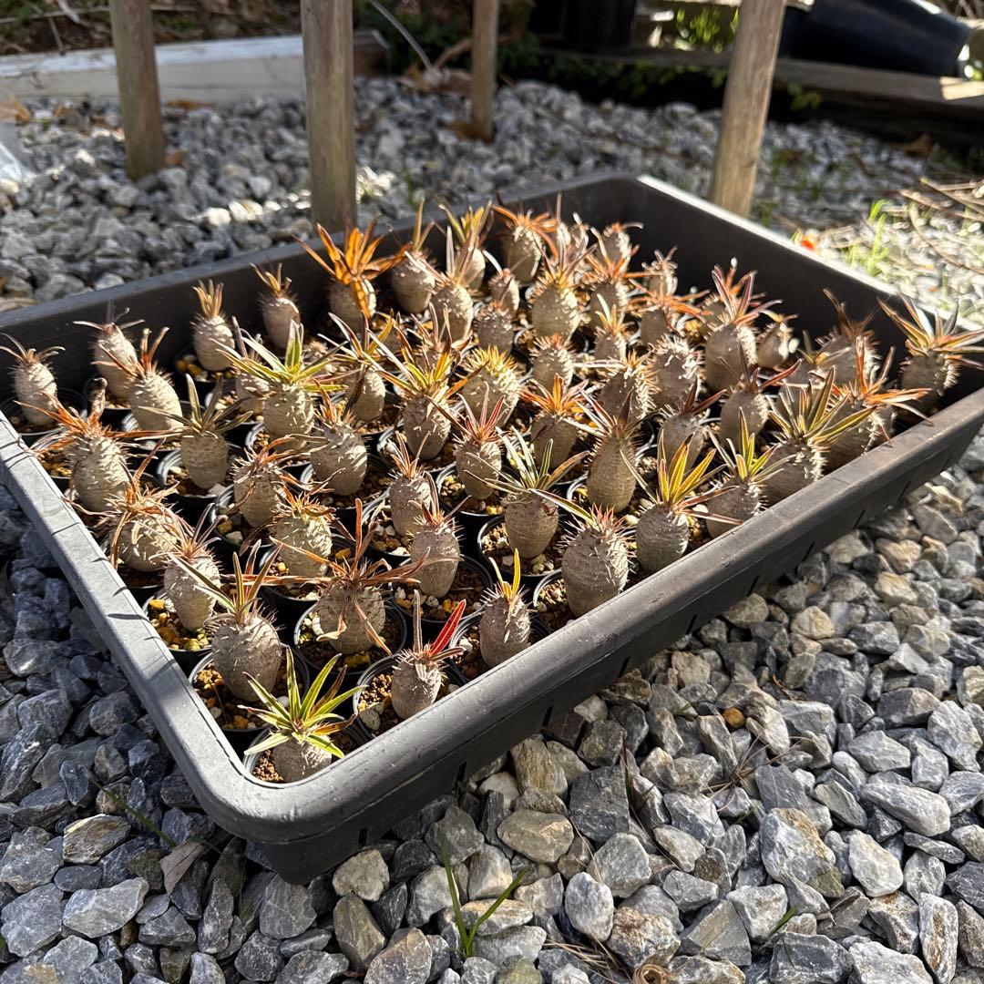 パキポディウムグラキリス