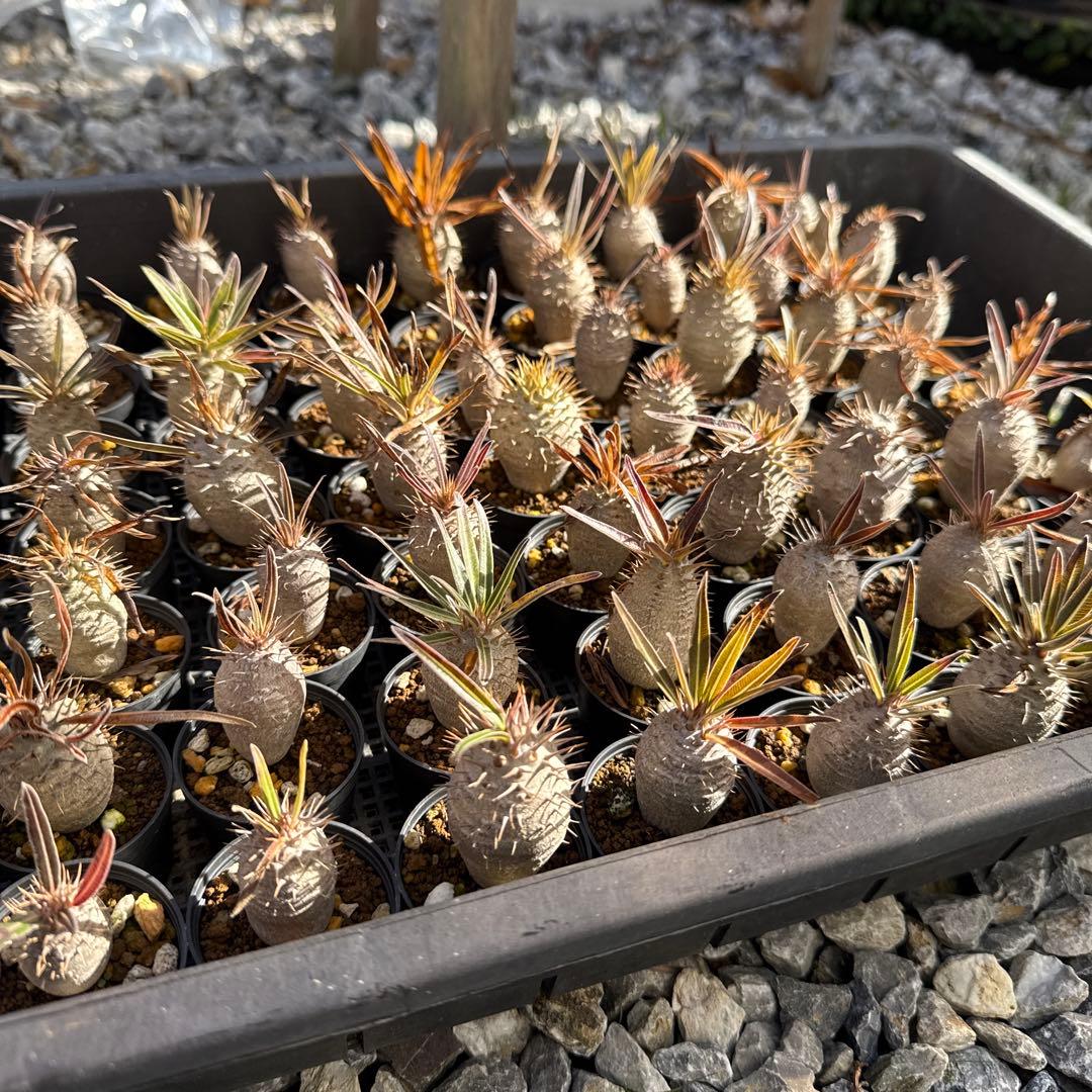 パキポディウムグラキリス