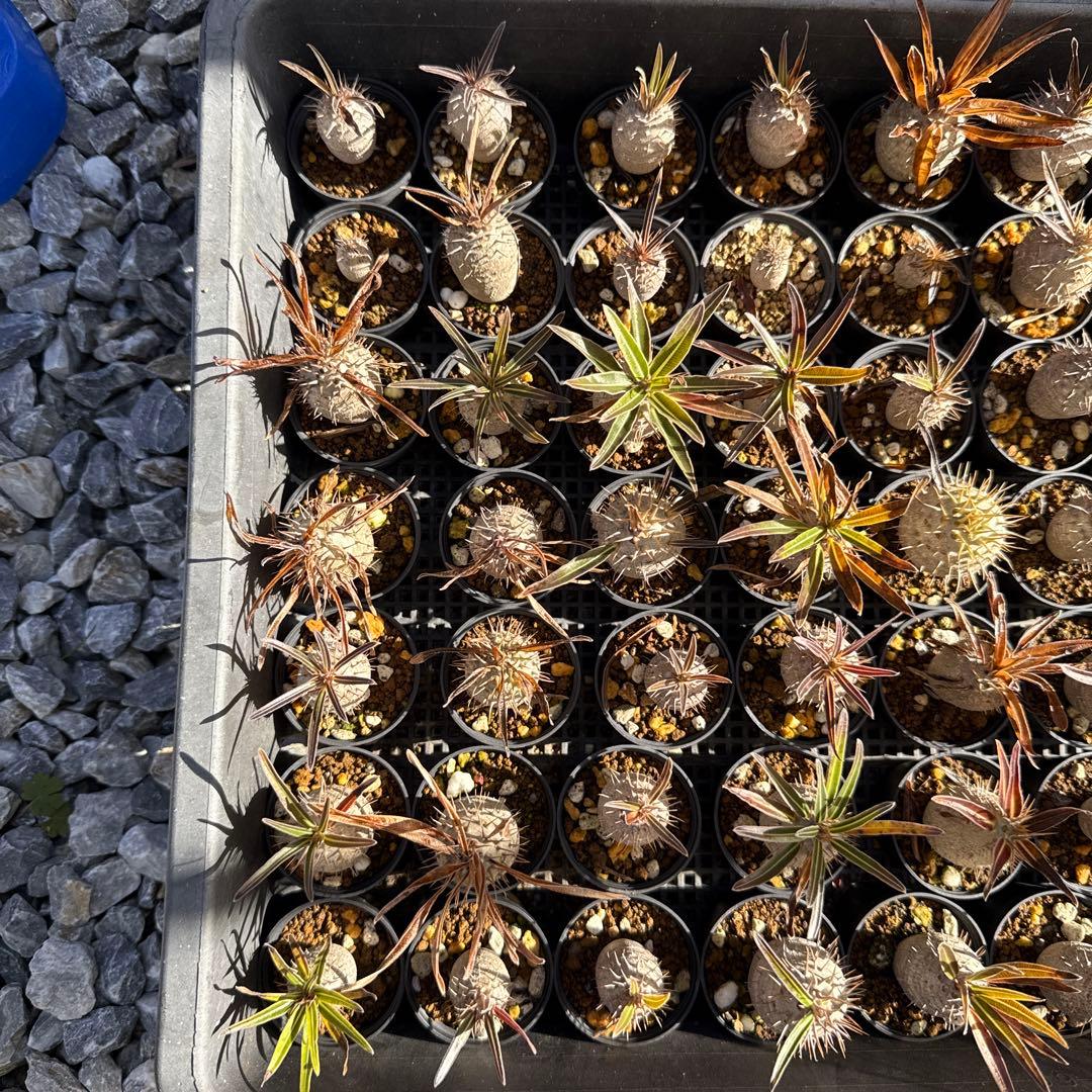 パキポディウムグラキリス