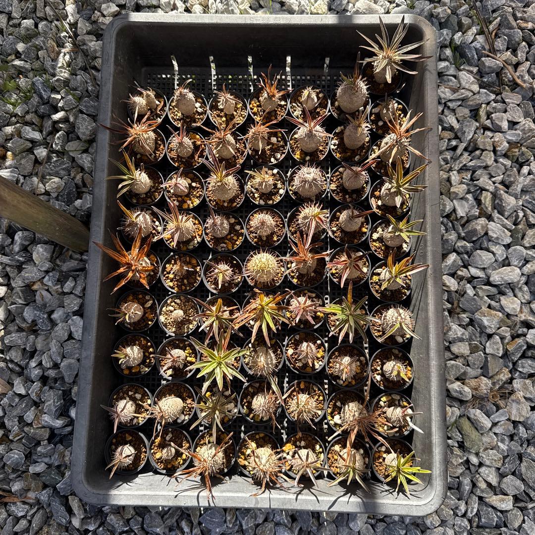 パキポディウムグラキリス