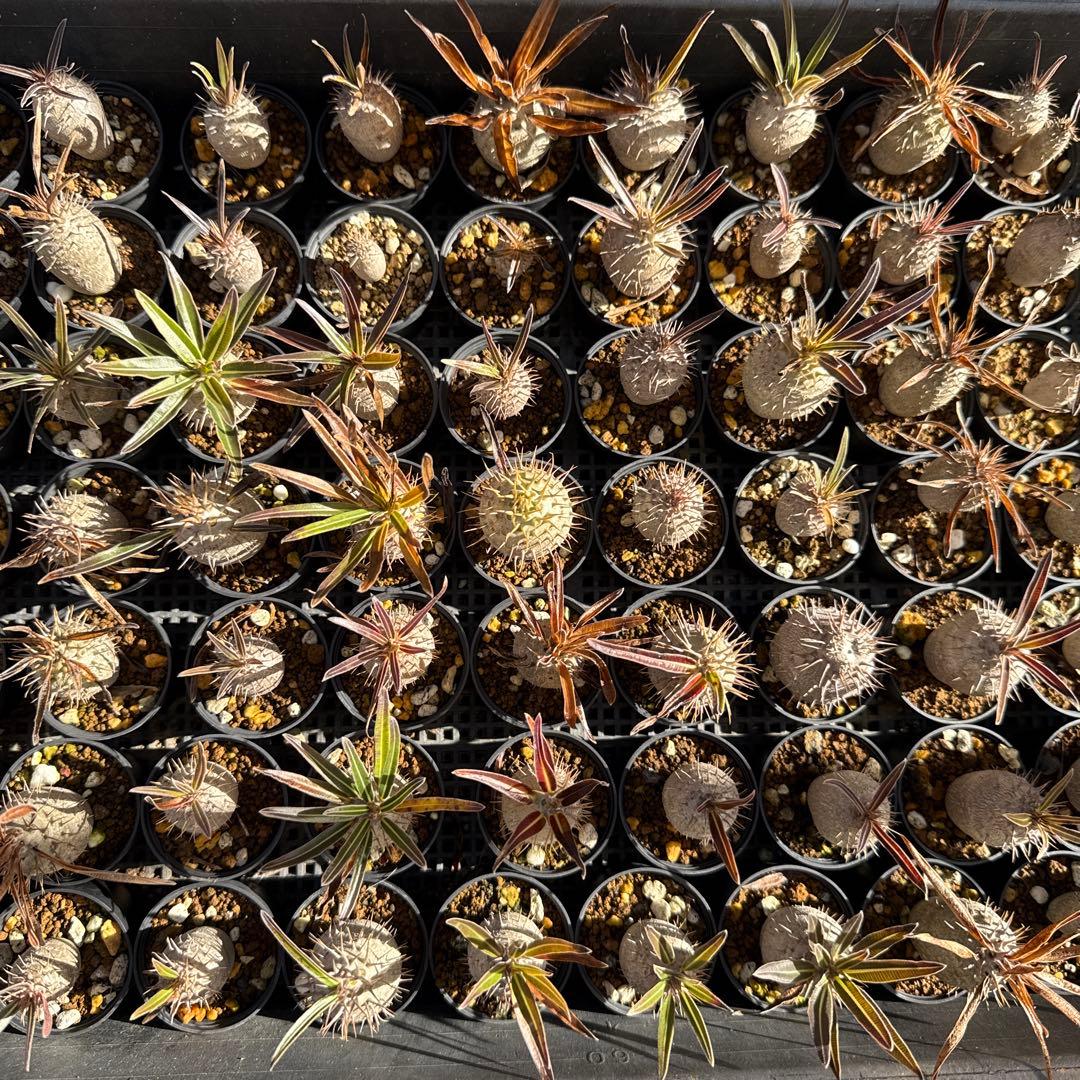 パキポディウムグラキリス