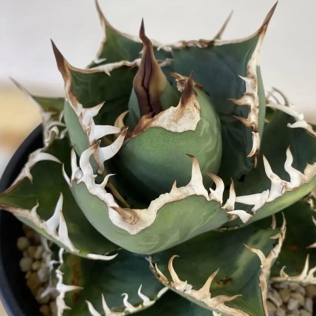 チタノタ　実生　親株