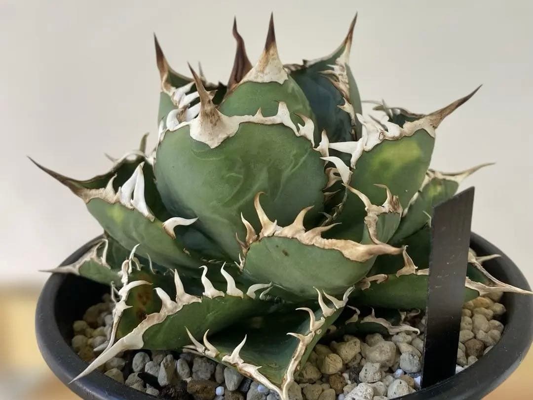 チタノタ　実生　親株