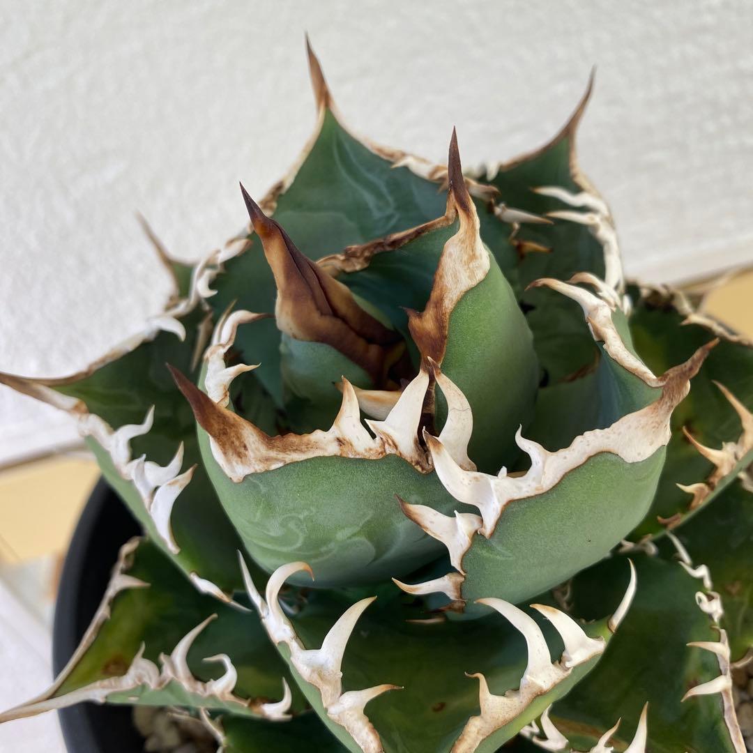 チタノタ　実生　親株