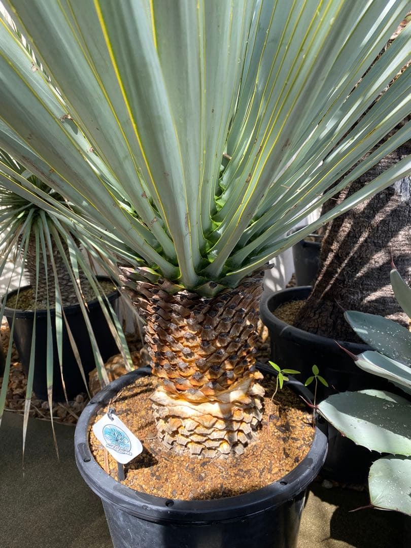 マルデヌベスver.リギダ