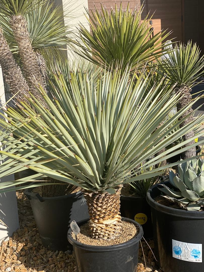 マルデヌベスver.リギダ