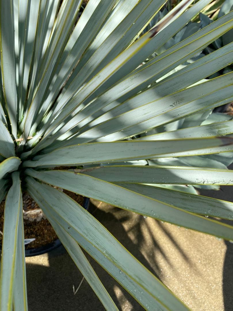 マルデヌベスver.リギダ