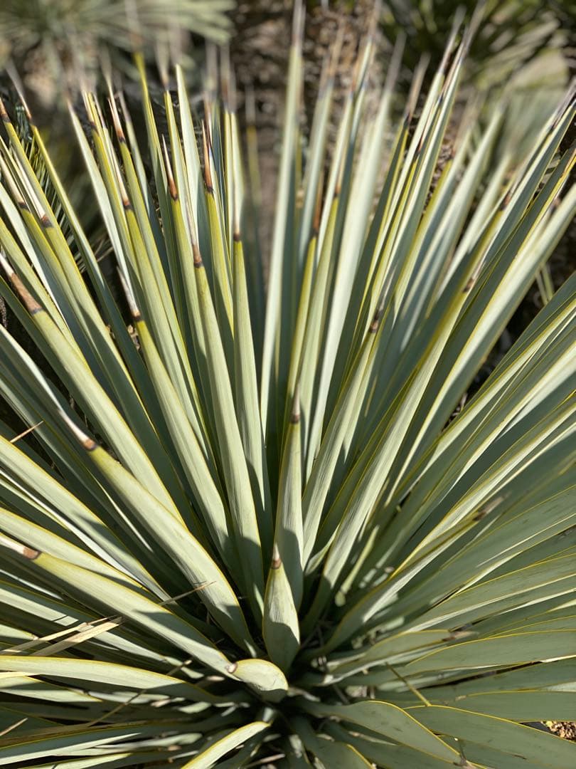 マルデヌベスver.リギダ