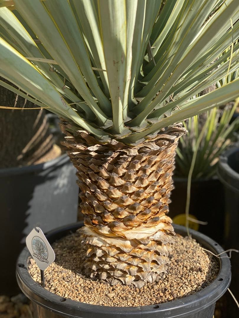 マルデヌベスver.リギダ