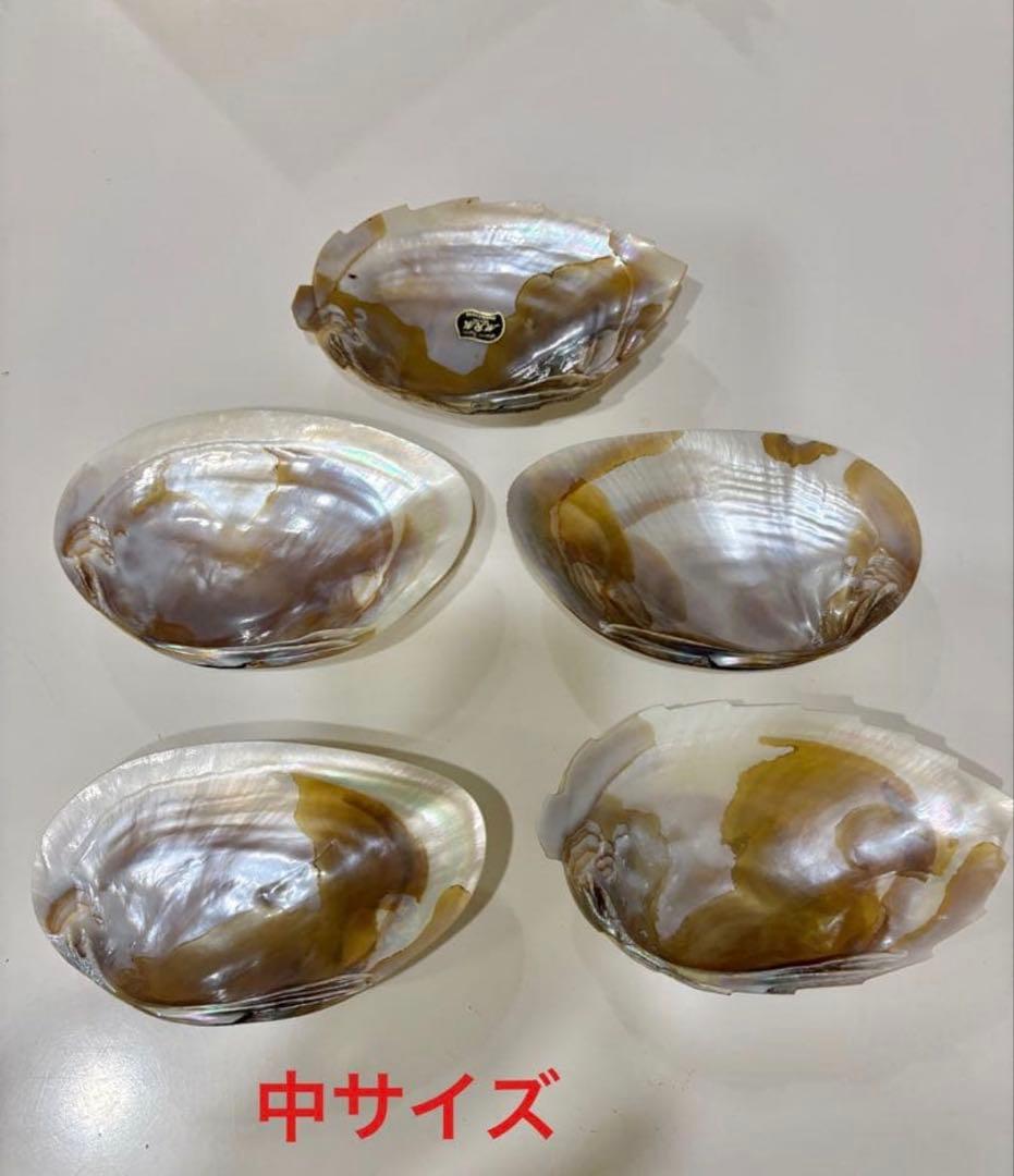 【池蝶貝/養殖/浄化皿/お買い得】シェル 皿 ケース アクセサリー入れ 小物入れ