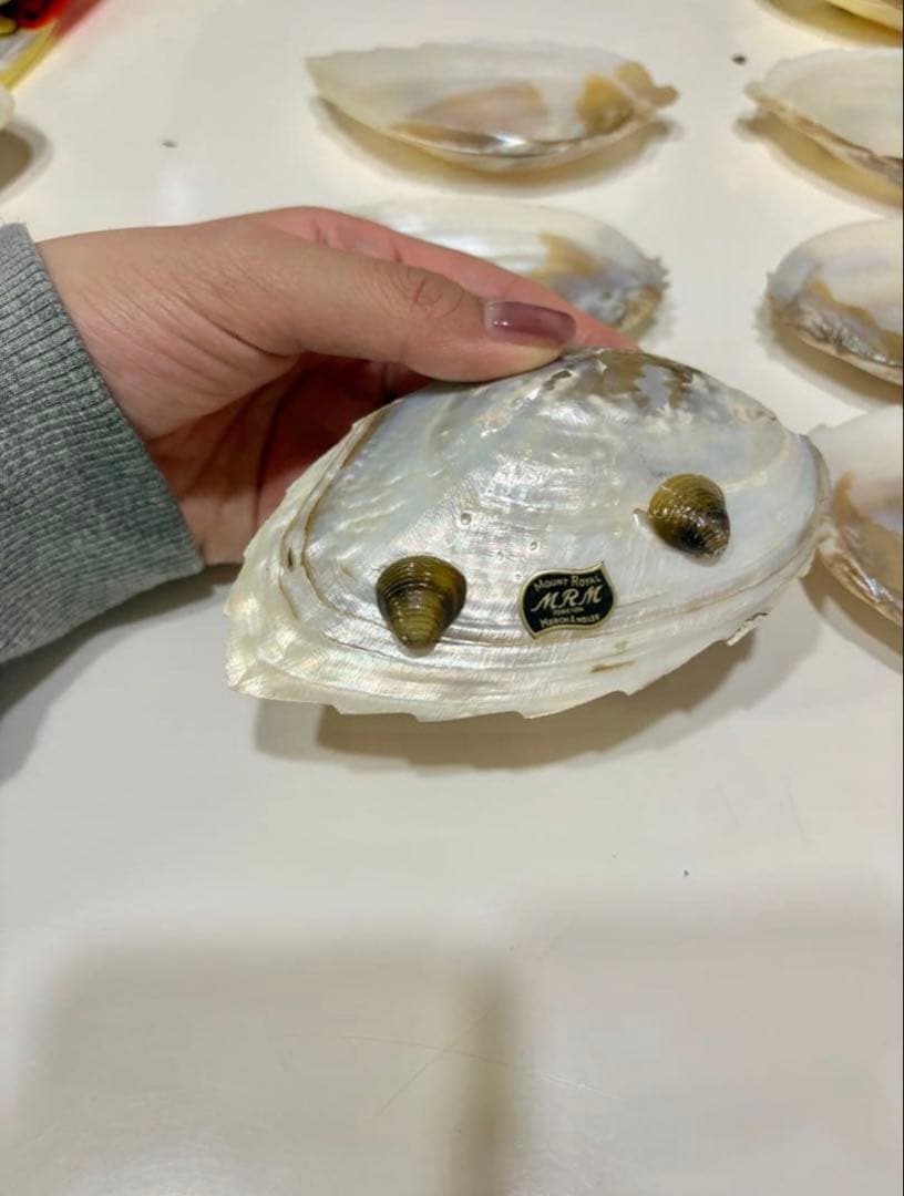 【池蝶貝/養殖/浄化皿/お買い得】シェル 皿 ケース アクセサリー入れ 小物入れ