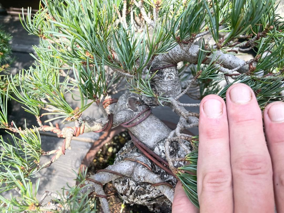 三河盆栽　宮島五葉松　盆栽　専用