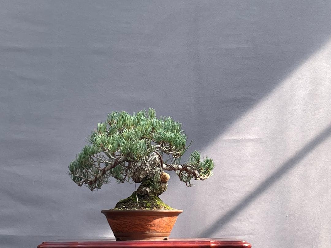 三河盆栽　宮島五葉松　盆栽　専用