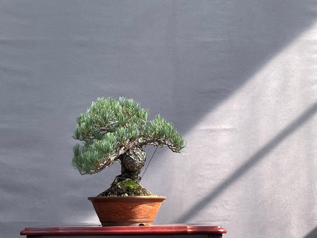 三河盆栽　宮島五葉松　盆栽　専用
