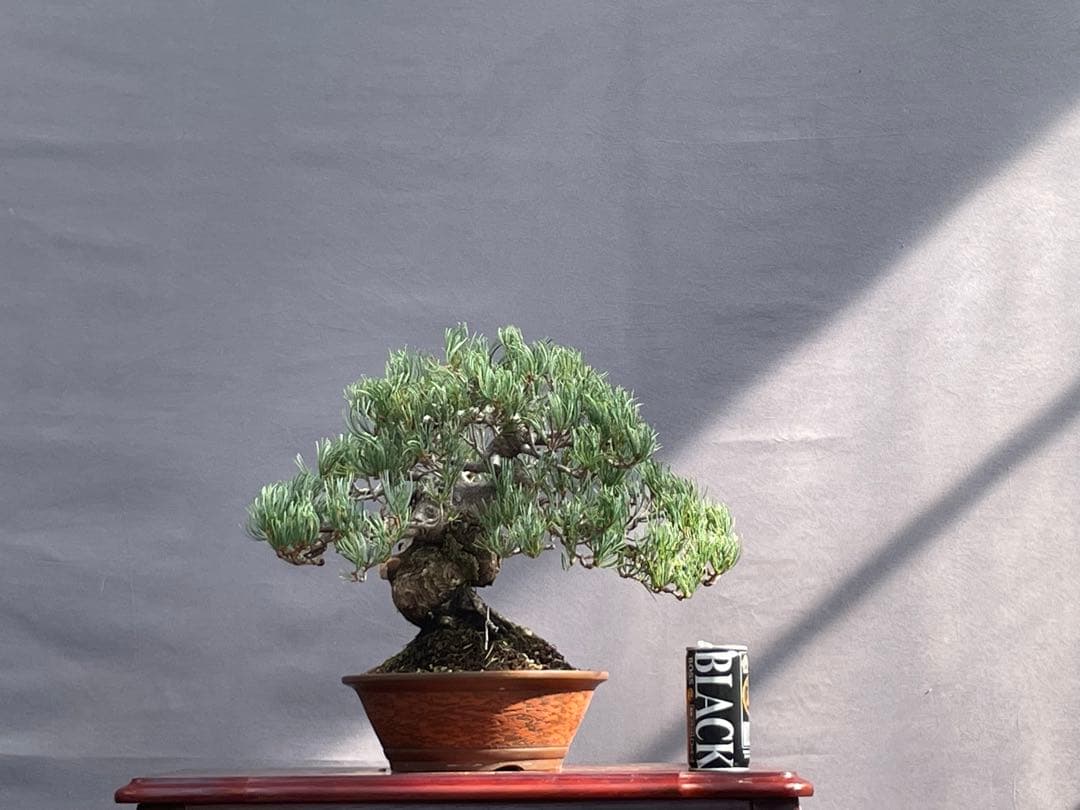 三河盆栽　宮島五葉松　盆栽　専用