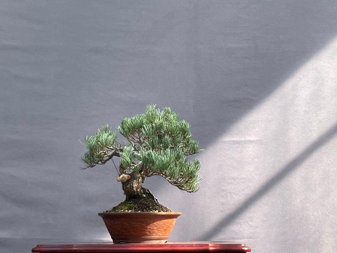三河盆栽　宮島五葉松　盆栽　専用
