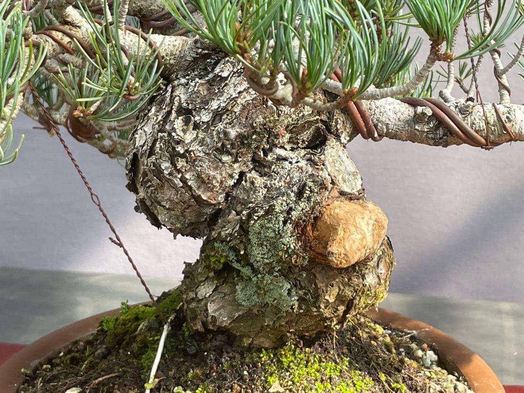 三河盆栽　宮島五葉松　盆栽　専用