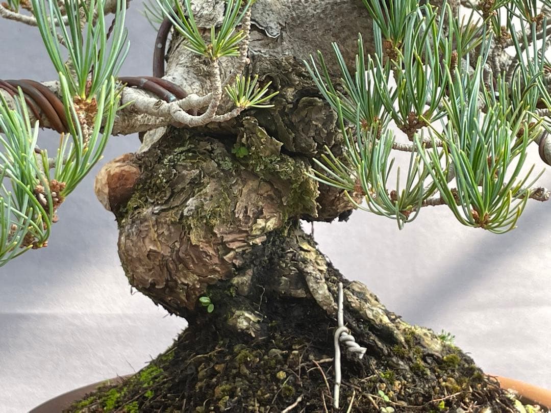 三河盆栽　宮島五葉松　盆栽　専用