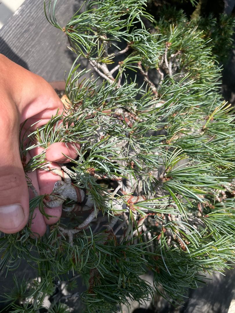 三河盆栽　宮島五葉松　盆栽　専用