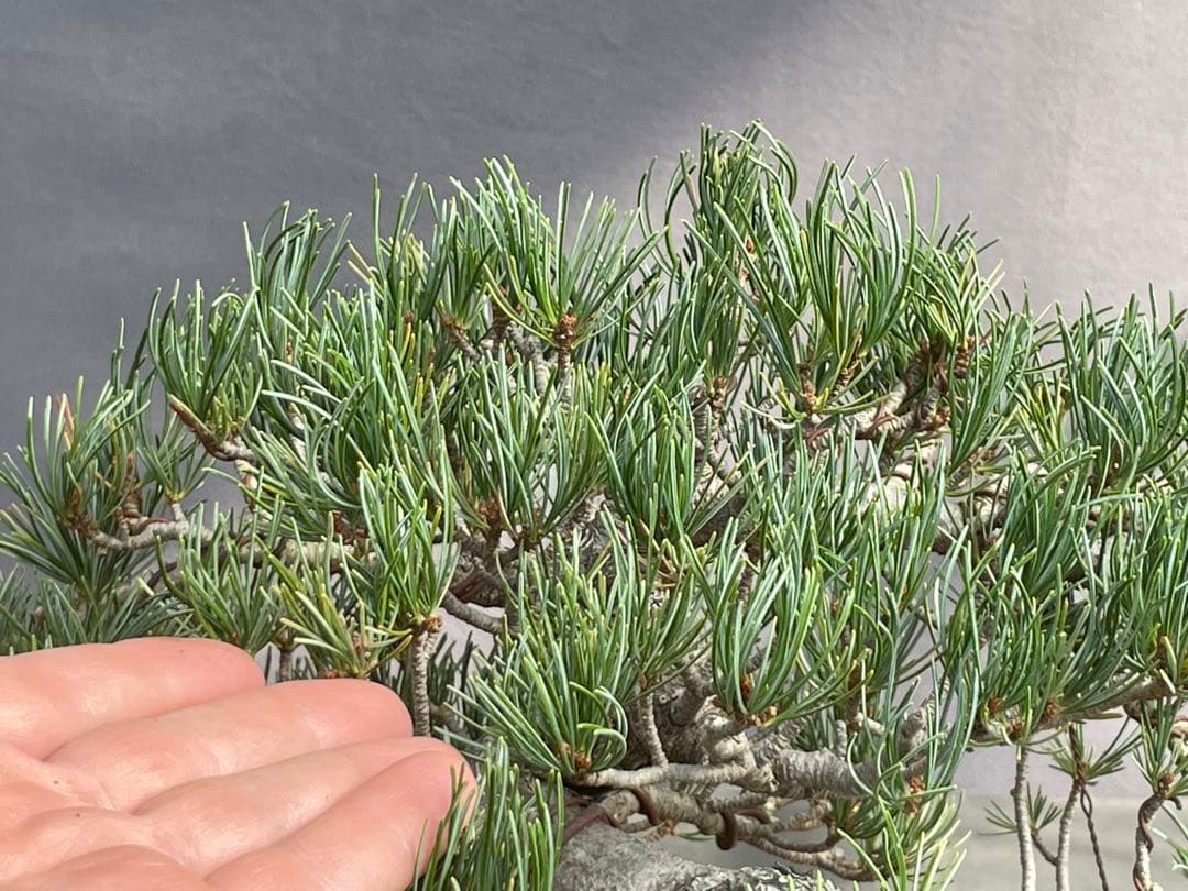 三河盆栽　宮島五葉松　盆栽　専用
