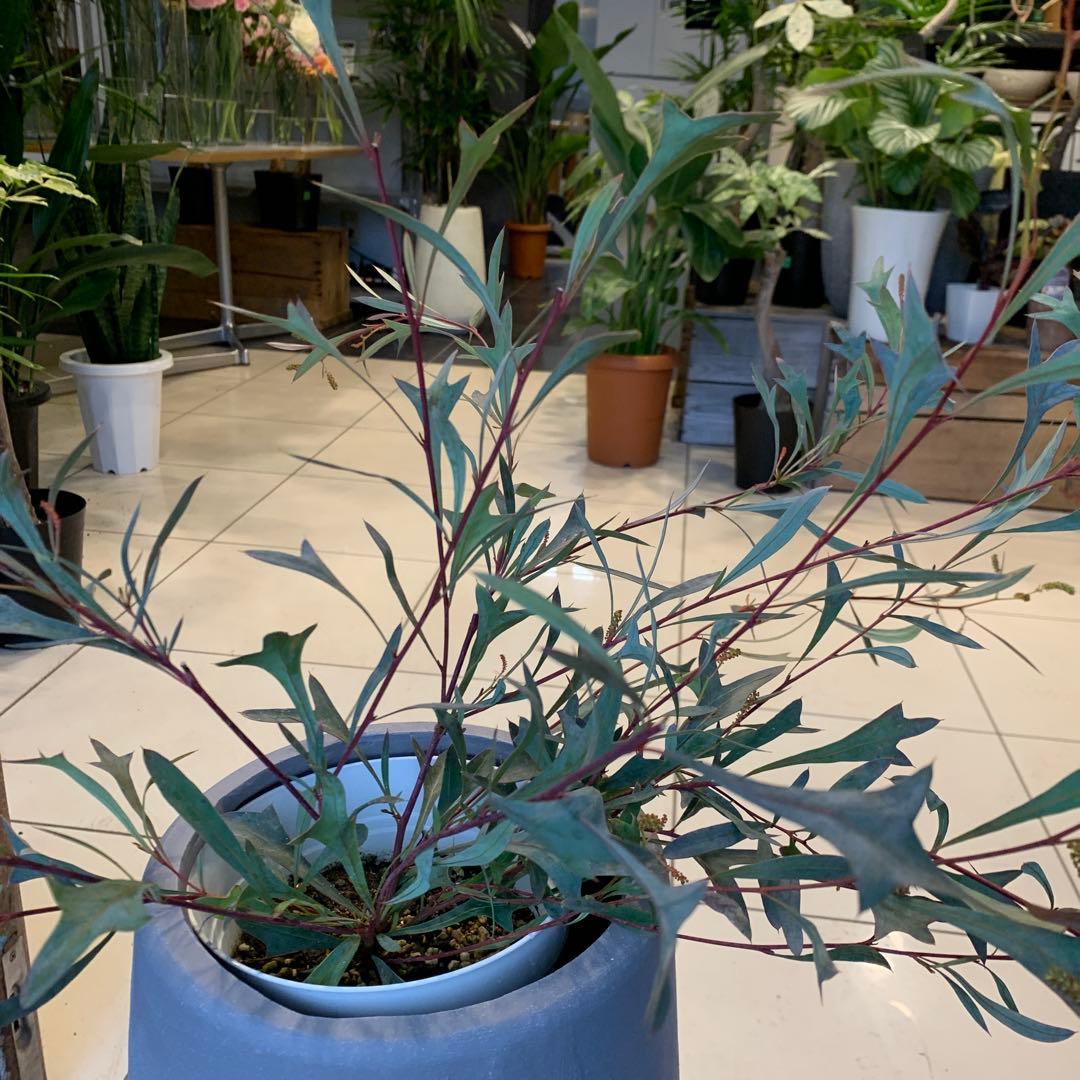 グレビレア シナフェア ファイバー鉢 - メルカリ