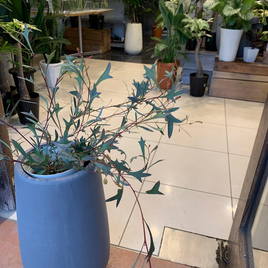 グレビレア シナフェア ファイバー鉢 - メルカリ